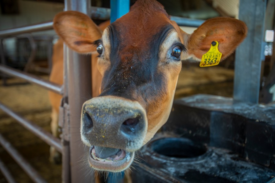 泽西奶牛把鼻子对着摄像机